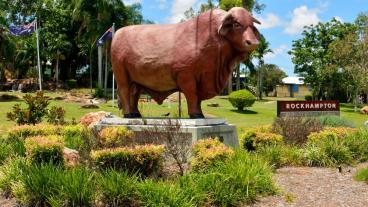 Image of Rockhampton bull